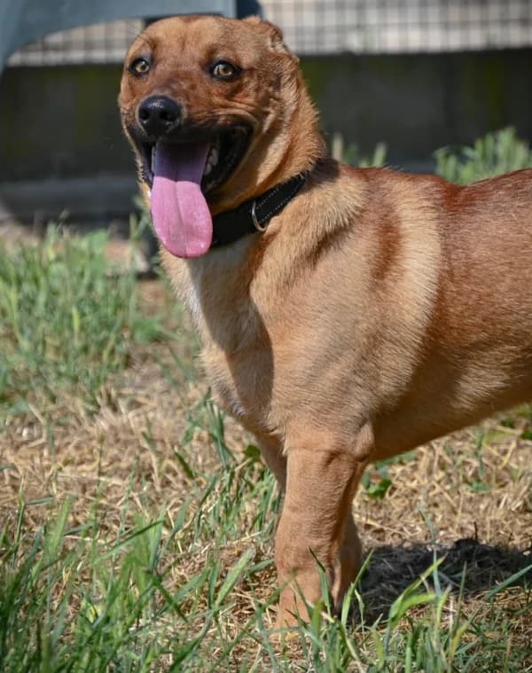 Teo occhi belli, male young Mixed Breed for adoption at Canile Municipale di Asti, Asti (Piemonte)