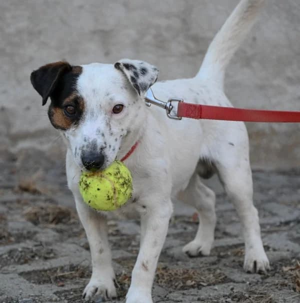 Dodo, male Mixed Breed for adoption at Canile Municipale di Asti, Asti (Piemonte)