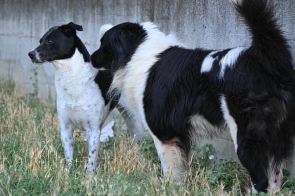 Samantha e Argo, senior Mixed Breed for adoption at Canile Municipale di Asti, Asti (Piemonte)