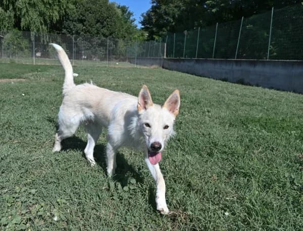 Bianca, female puppy Mixed Breed for adoption at Canile Municipale di Asti, Asti (Piemonte)