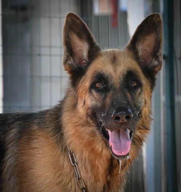 Ares, male Mixed Breed for adoption at Canile Municipale di Asti, Asti (Piemonte)