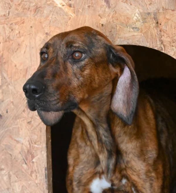 Kira, female 3yo Mixed Breed for adoption at Canile Municipale di Asti, Asti (Piemonte)