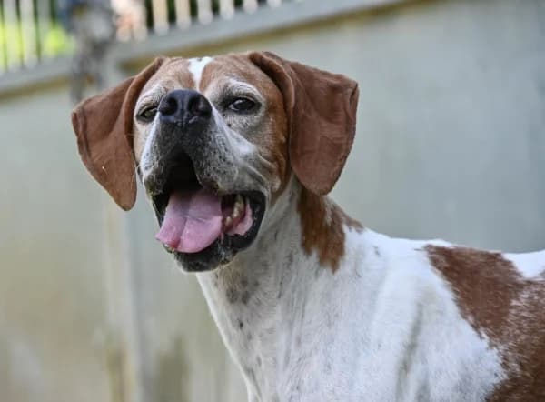 Lucia, female 5yo Mixed Breed for adoption at Canile Municipale di Asti, Asti (Piemonte)