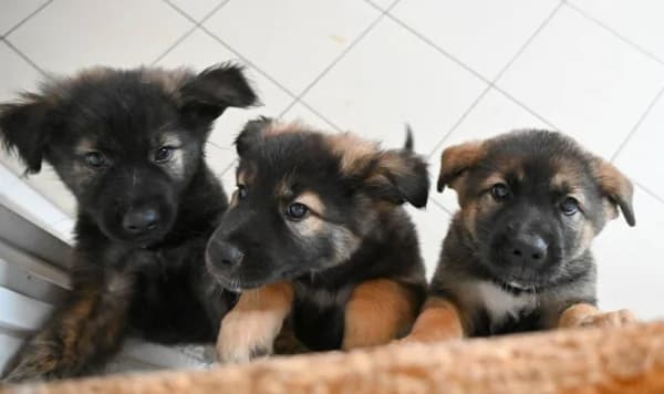 Cuccioli, puppy mixed breed for adoption at Canile Municipale di Asti, Asti (Piemonte)