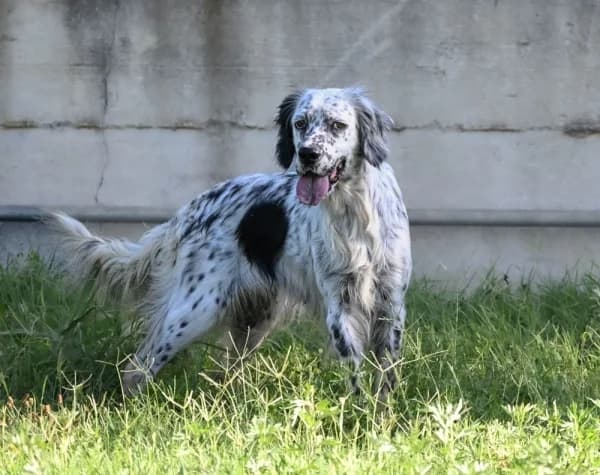 Gloria, female young Mixed Breed for adoption at Canile Municipale di Asti, Asti (Piemonte)