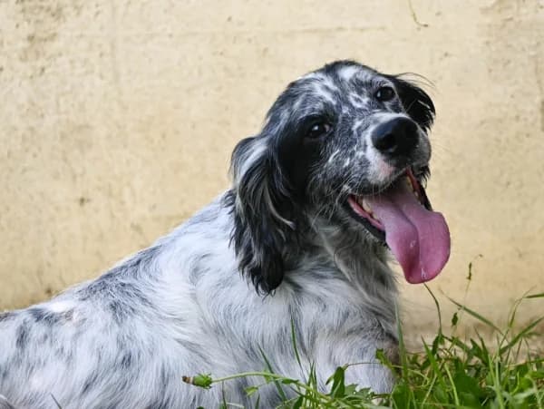 Lorenzo, male young Mixed Breed for adoption at Canile Municipale di Asti, Asti (Piemonte)