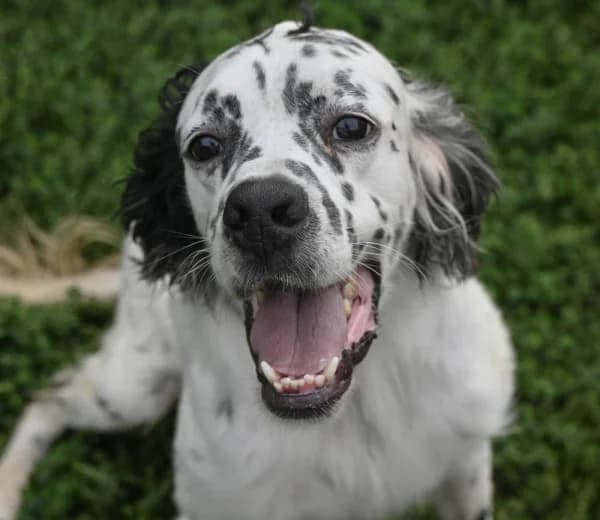 Baloo, male 4yo Mixed Breed for adoption at Canile Municipale di Asti, Asti (Piemonte)