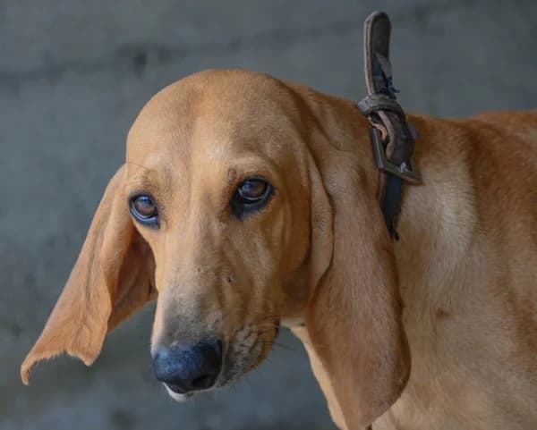 Lampo, male 3yo Mixed Breed for adoption at Canile Municipale di Asti, Asti (Piemonte)