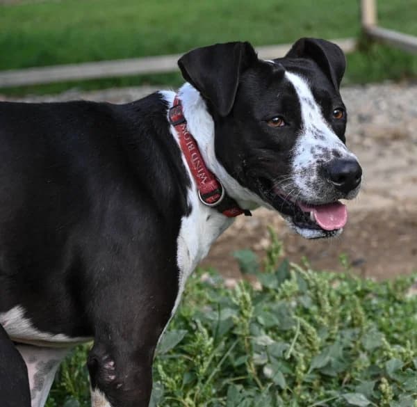 Barbarossa, male young Mixed Breed for adoption at Canile Municipale di Asti, Asti (Piemonte)