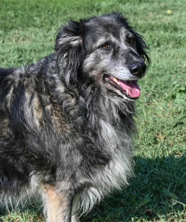 Asia, female senior mixed breed for adoption at Canile Municipale di Asti, Asti (Piemonte)