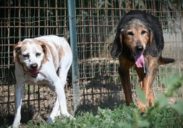 Irina e Ilario, senior Mixed Breed for adoption at Canile Municipale di Asti, Asti (Piemonte)