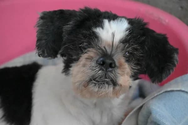Rudy, male senior Mixed Breed for adoption at Canile Municipale di Asti, Asti (Piemonte)