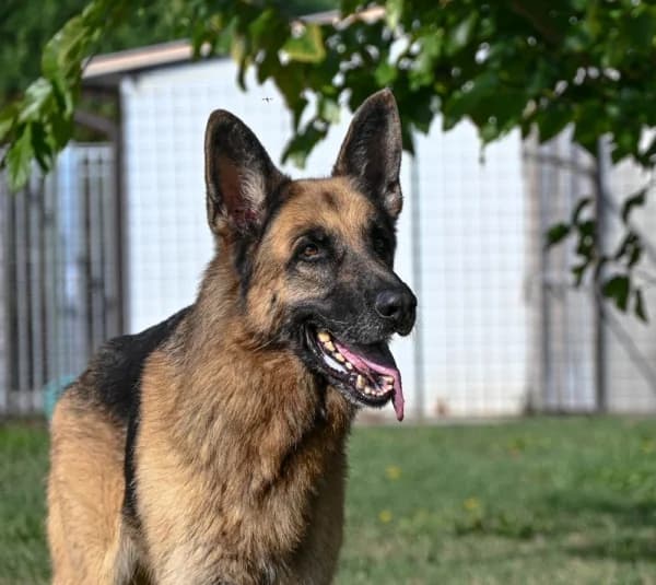 Ares, male 4yo Mixed Breed for adoption at Canile Municipale di Asti, Asti (Piemonte)