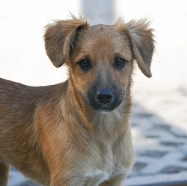 Tiziano, male puppy Mixed Breed for adoption at Canile Municipale di Asti, Asti (Piemonte)