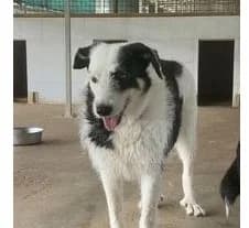 AFRA, Mixed Breed for adoption at Canile di Caluso e Rivarolo