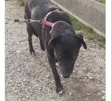 CHARLIE, Mixed Breed for adoption at Canile di Caluso e Rivarolo
