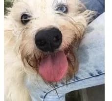 LISA, Mixed Breed for adoption at Canile di Caluso e Rivarolo