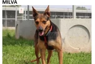 MILVA, Mixed Breed for adoption at Canile di Caluso e Rivarolo