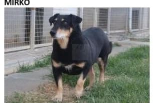 MIRKO, Mixed Breed for adoption at Canile di Caluso e Rivarolo