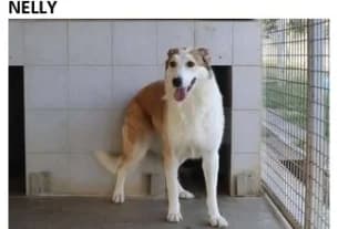 NELLY, Mixed Breed for adoption at Canile di Caluso e Rivarolo