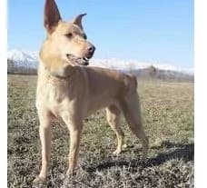 NINA, Mixed Breed for adoption at Canile di Caluso e Rivarolo