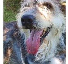OLIVIA, Mixed Breed for adoption at Canile di Caluso e Rivarolo