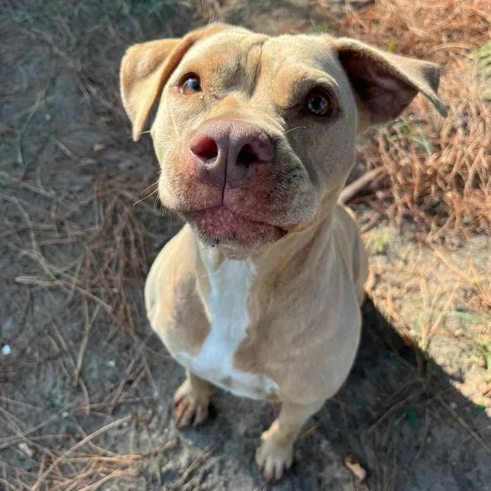 Bonni, female senior Pit Bull Terrier for adoption at Canile di Comacchio