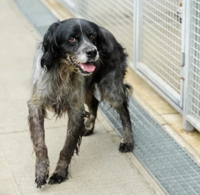 Roger, male senior Mixed Breed for adoption at Canile di Comacchio