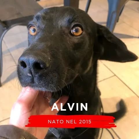 ALVIN, male Mixed Breed for adoption at Canile di Cremona, Cremona