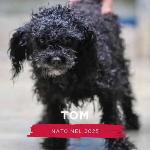TOM, male Mixed Breed for adoption at Canile di Cremona, Cremona