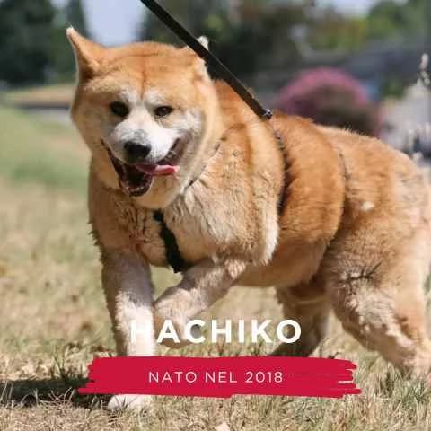 HACHIKO, male Mixed Breed for adoption at Canile di Cremona, Cremona