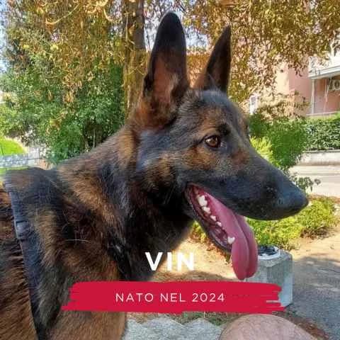 VIN, male Mixed Breed for adoption at Canile di Cremona, Cremona