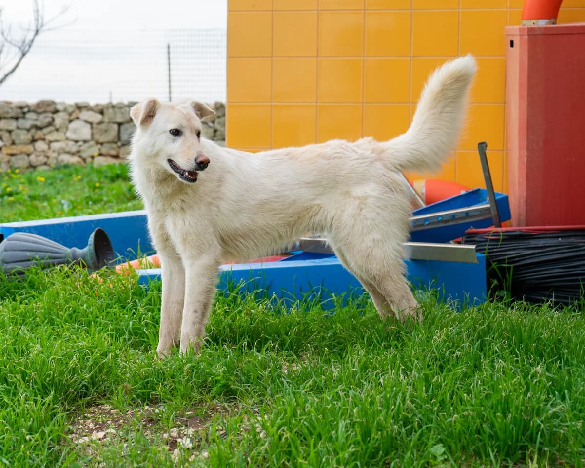 Arturo, male Mixed Breed for adoption at Canile di Monopoli, Monopoli (BA)