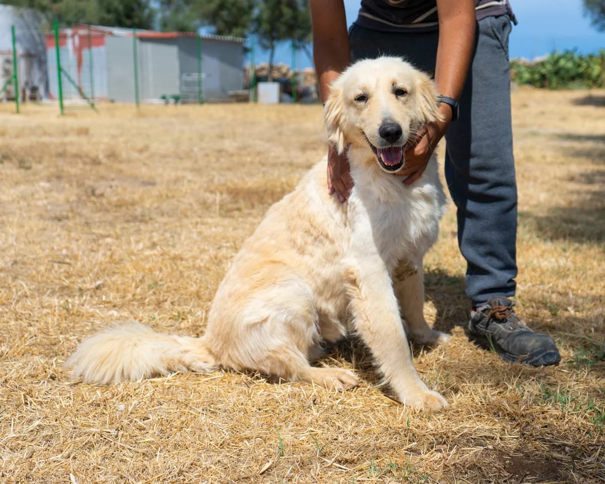 Benny, male Mixed Breed for adoption at Canile di Monopoli, Monopoli (BA)