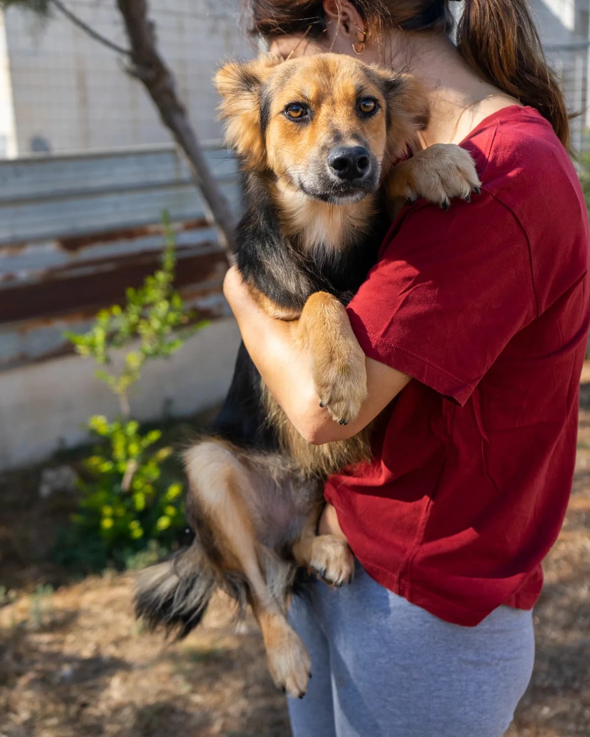 Charlie, male Mixed Breed for adoption at Canile di Monopoli, Monopoli (BA)