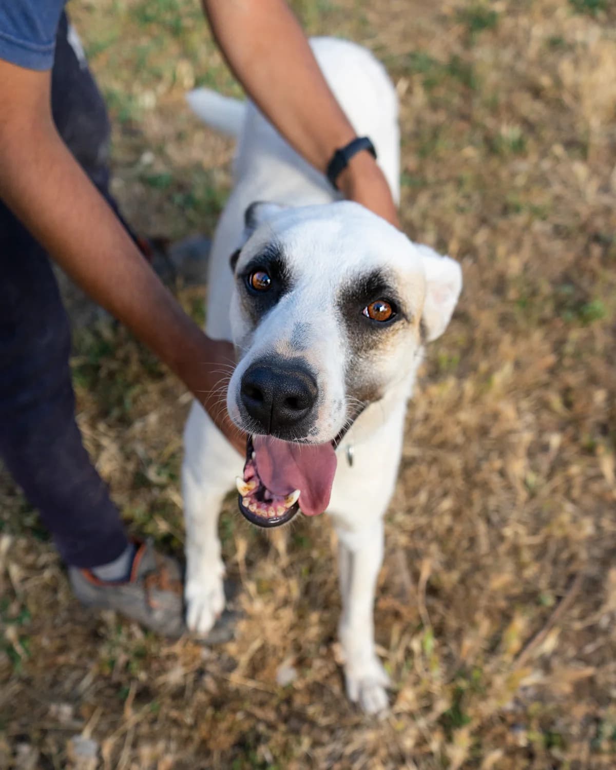 Kratos, male Mixed Breed for adoption at Canile di Monopoli, Monopoli (BA)