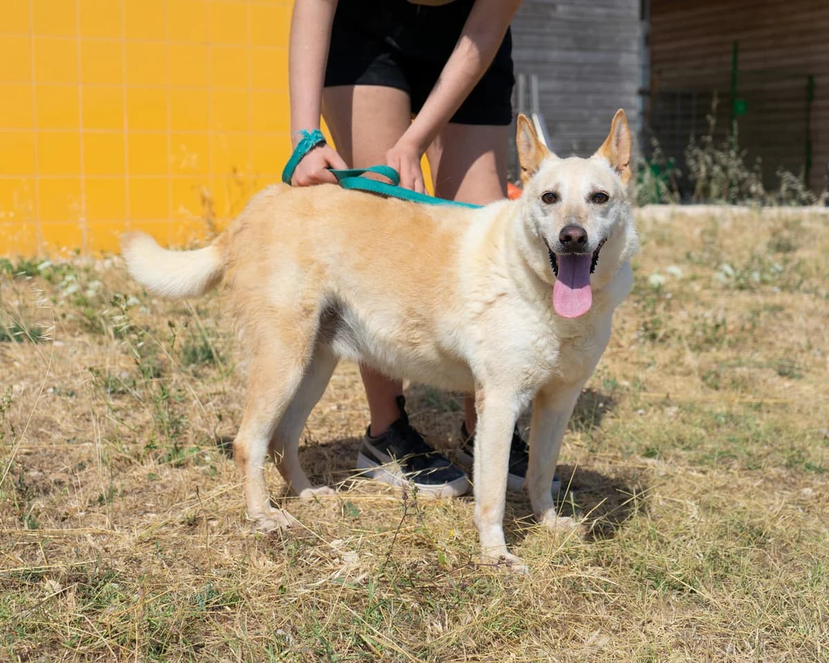 Lady, female Mixed Breed for adoption at Canile di Monopoli, Monopoli (BA)