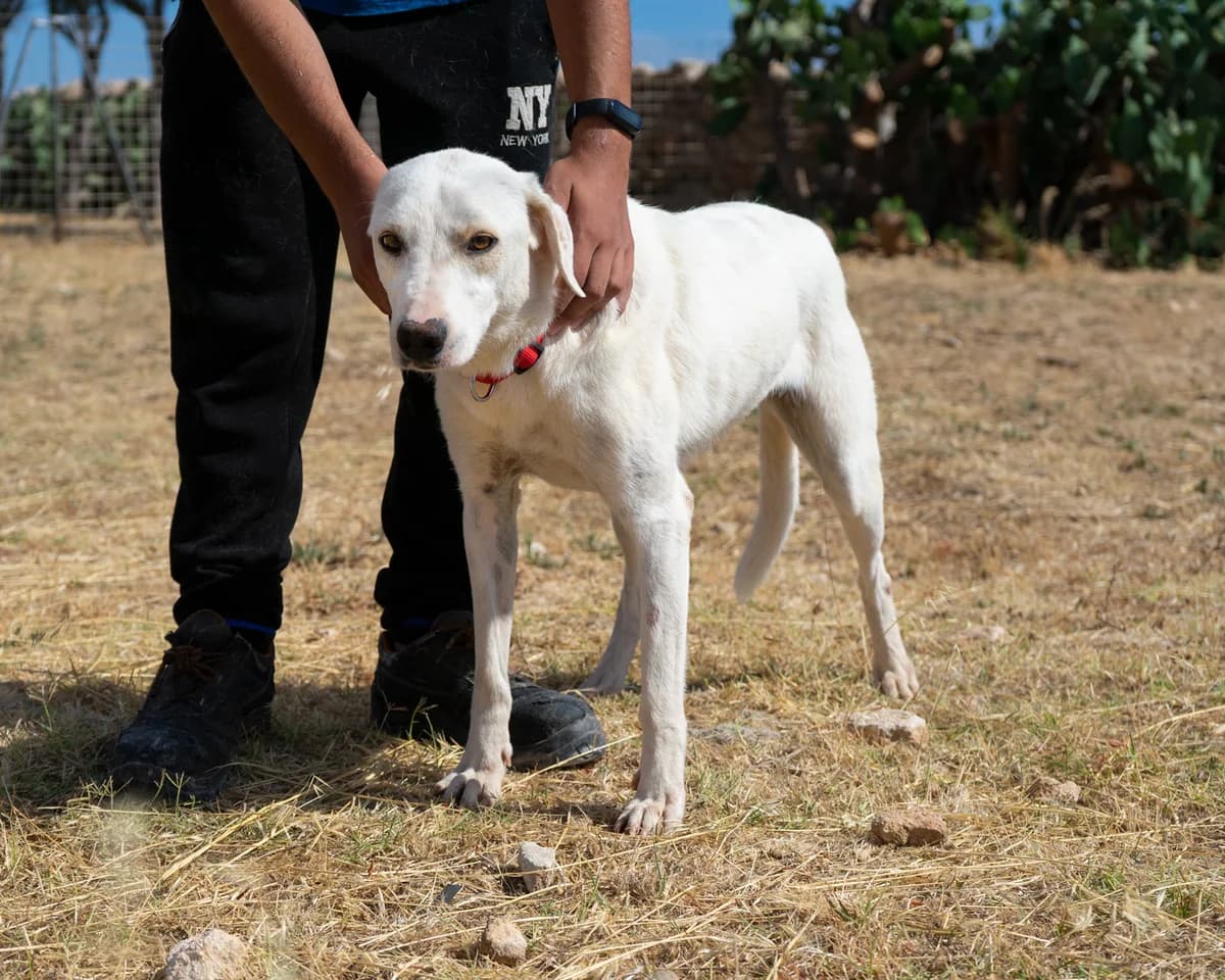 Lila, female Mixed Breed for adoption at Canile di Monopoli, Monopoli (BA)