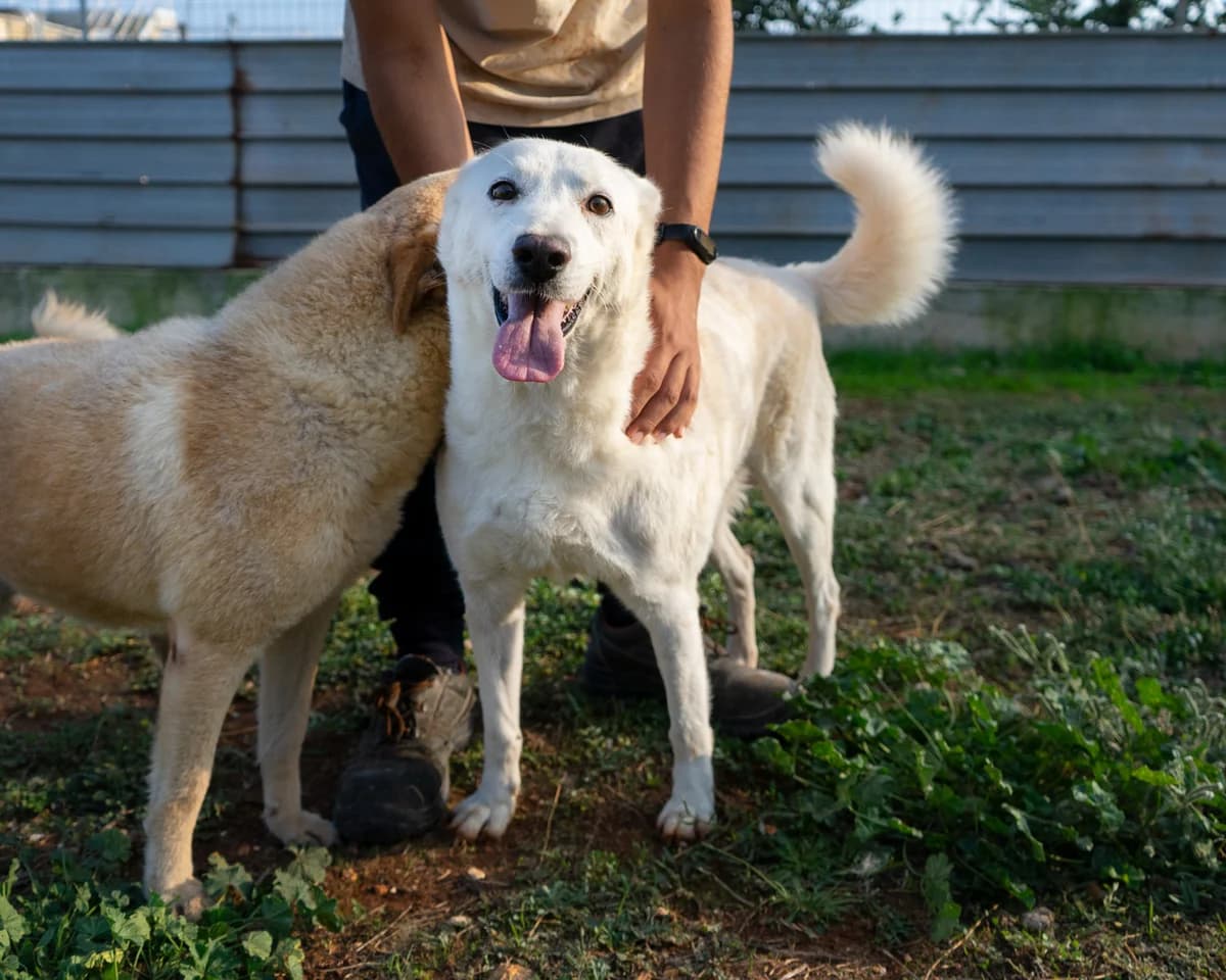 Neve, male Mixed Breed for adoption at Canile di Monopoli, Monopoli (BA)