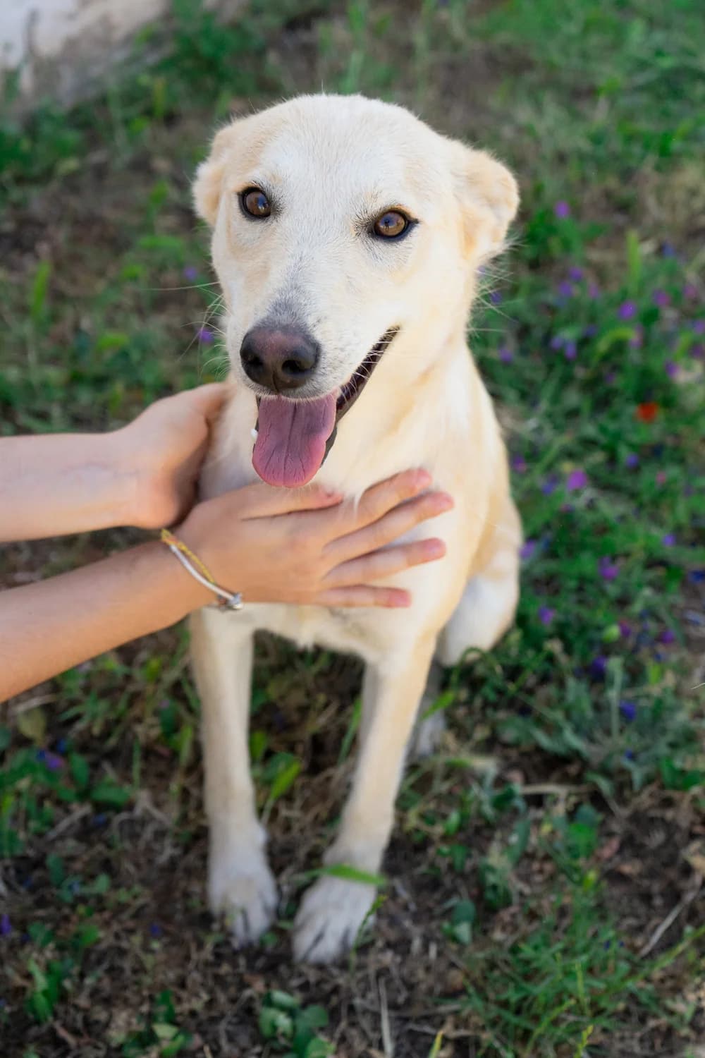 Olivia, female Mixed Breed for adoption at Canile di Monopoli, Monopoli (BA)
