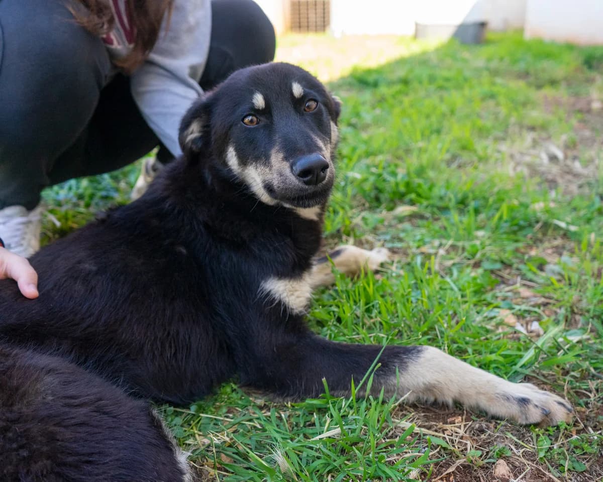Orsetto, male Mixed Breed for adoption at Canile di Monopoli, Monopoli (BA)
