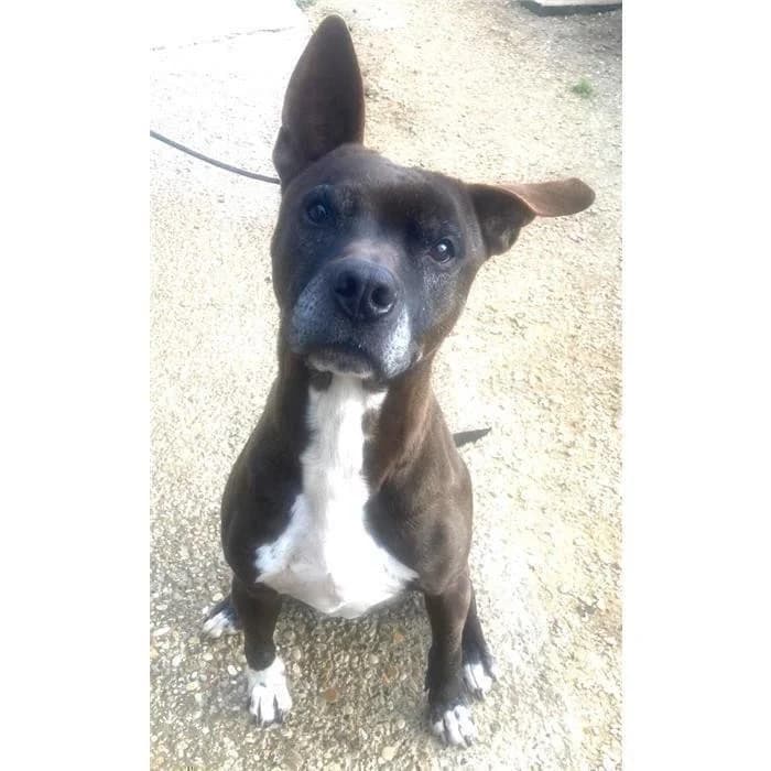 Batman, Nero Bianco male senior Pit Bull Terrier for adoption at Canile della Muratella, Roma