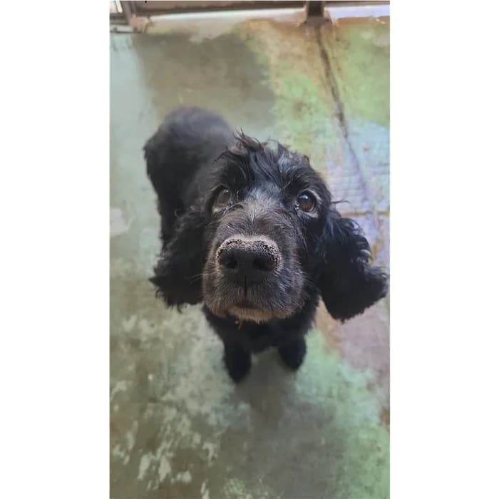 Enzo Paolo, Nero male senior Cocker Spaniel for adoption at Canile della Muratella, Roma