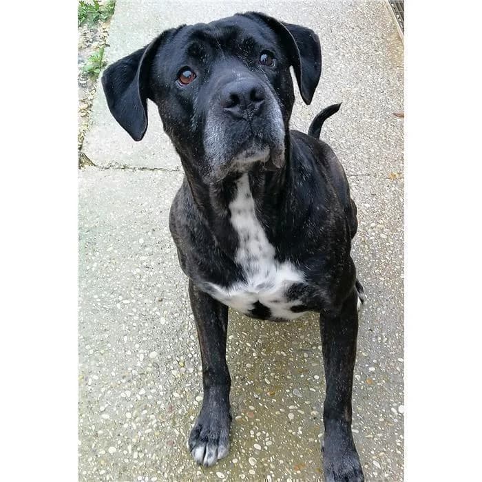 Cassio, Tigrato male Cane Corso for adoption at Canile della Muratella, Roma