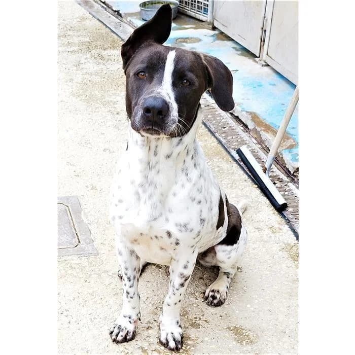 Lillo, tricolore male 5yo mixed breed for adoption at Canile della Muratella, Roma