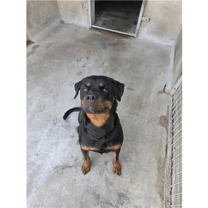 Roma, Nero Focato female 7yo Rottweiler for adoption at Canile della Muratella, Roma