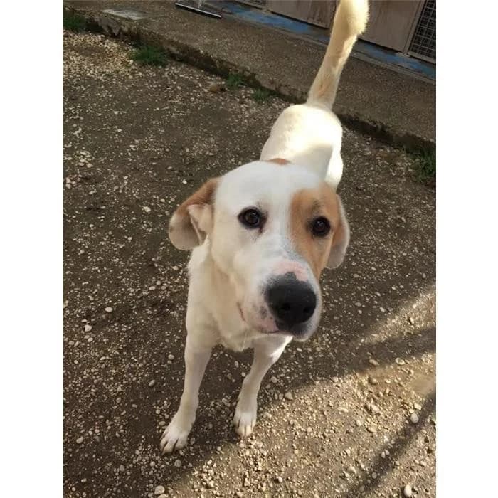 Geno, bianco arancio male senior mixed breed for adoption at Canile della Muratella, Roma