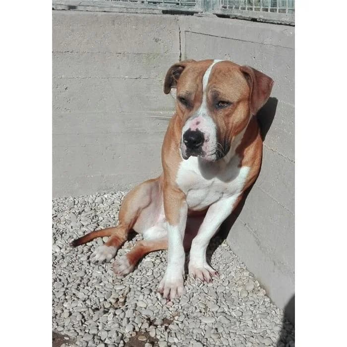 Adone, fulvo bianco male senior American Staffordshire Terrier for adoption at Canile della Muratella, Roma