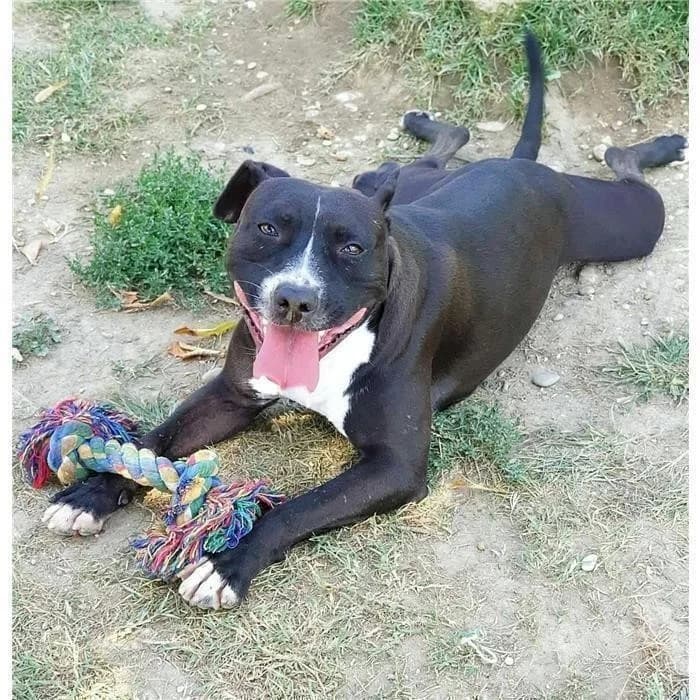 Gigi, Nero Bianco male Pit Bull Terrier for adoption at Canile della Muratella, Roma
