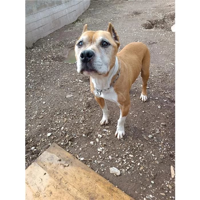 Lucas, fulvo bianco male senior Pit Bull Terrier for adoption at Canile della Muratella, Roma